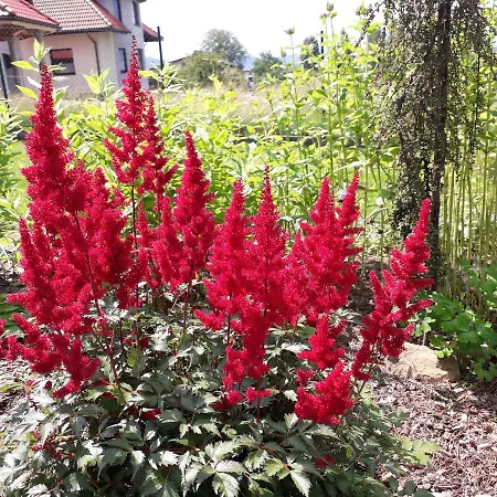 Деревянный коттедж Podlas Живец