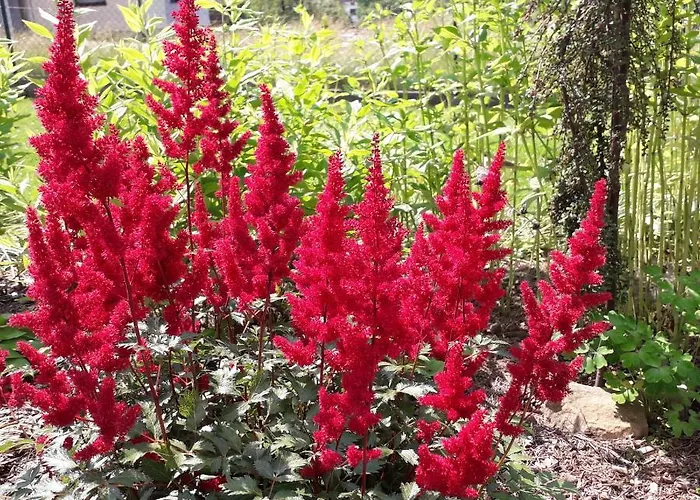 אכסניה Podlas Żywiec